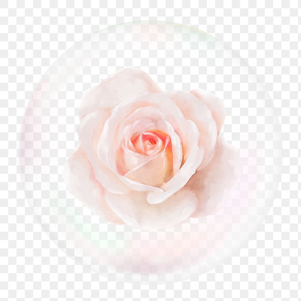 Pink rose png sticker, flower in bubble, Spring concept art, transparent background