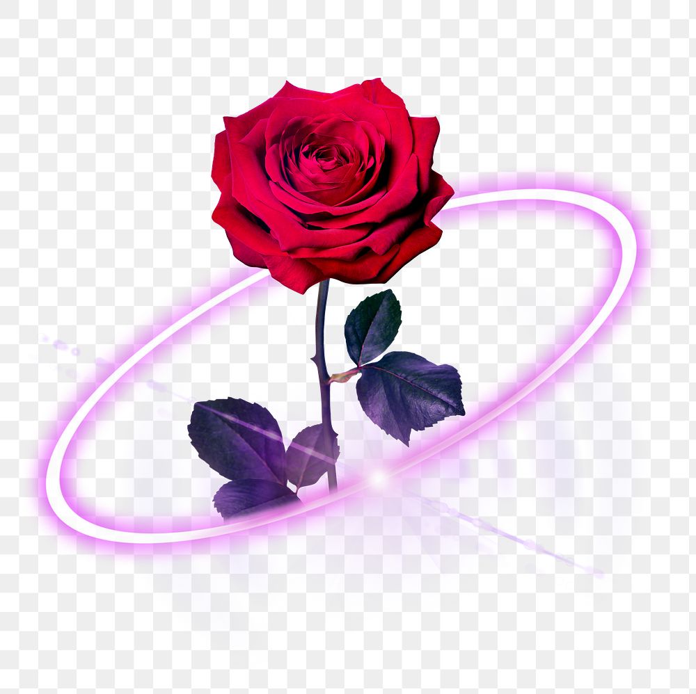 Digital rose png, love and technology digital sticker in transparent background