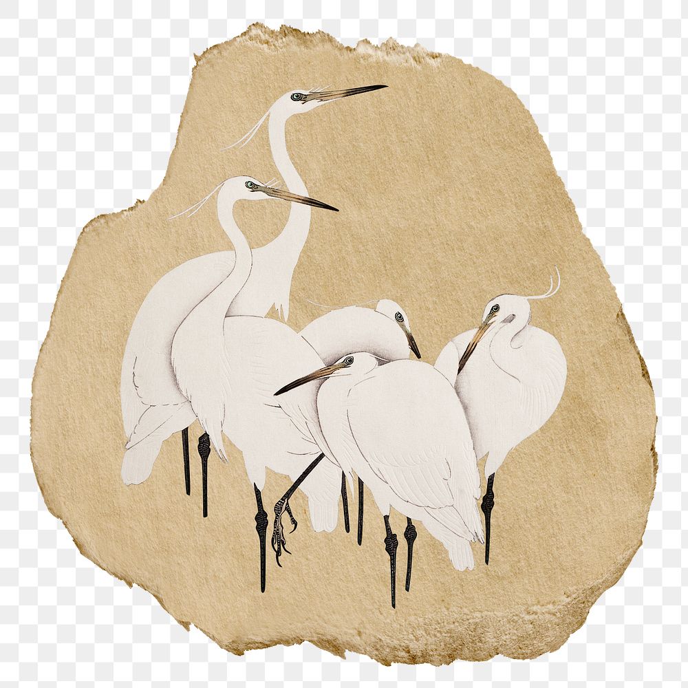 Png Egret birds sticker, vintage illustration on ripped paper, transparent background