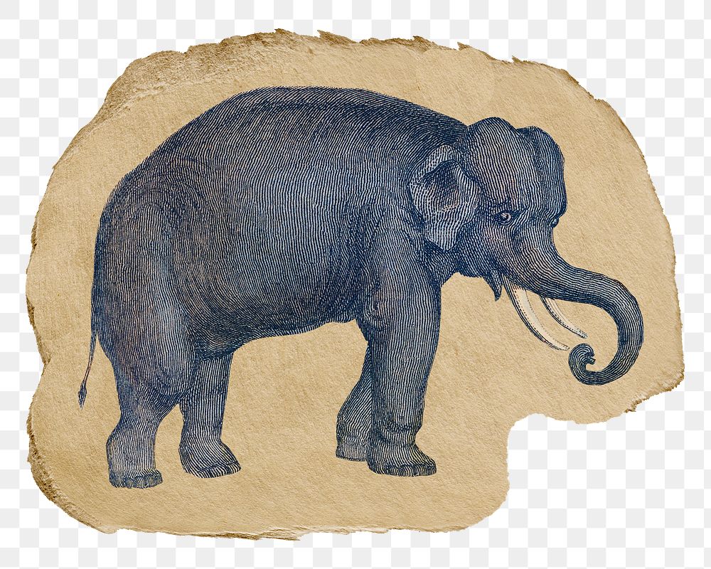 Png elephant sticker, Oliver Goldsmith's vintage illustration on ripped paper, transparent background