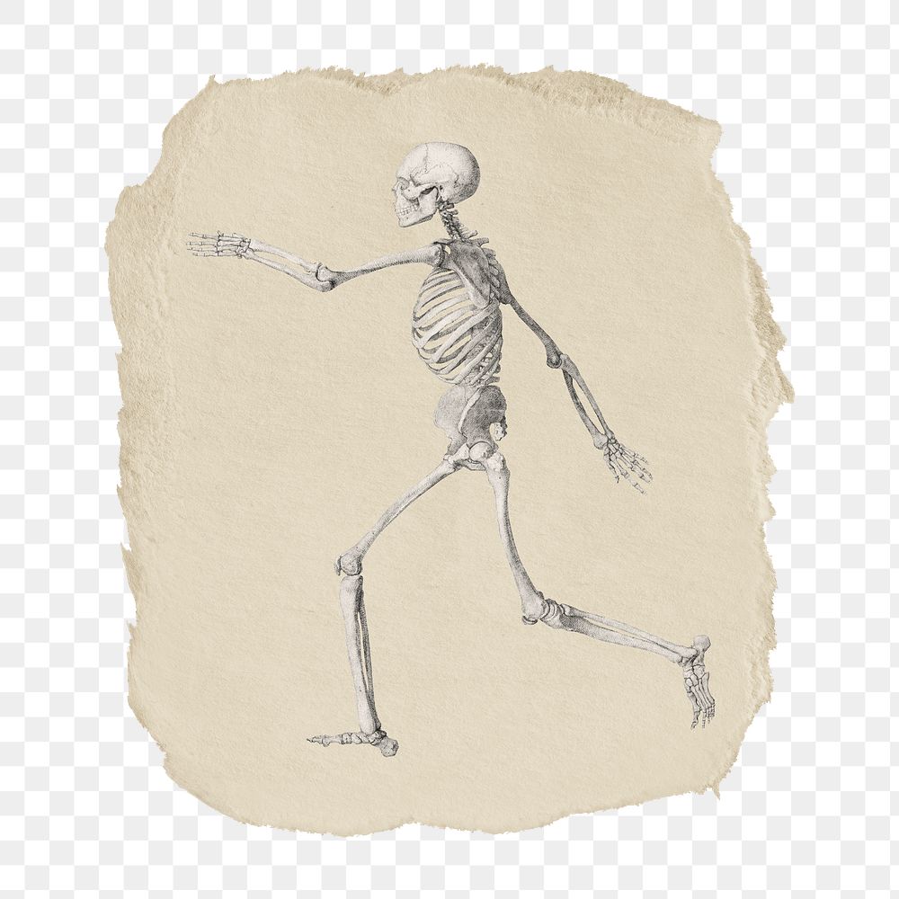 Png walking skeleton sticker, vintage illustration on ripped paper, transparent background