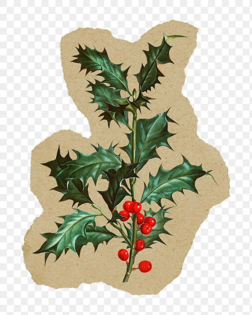 Png common holly sticker, Redoute's vintage illustration on ripped paper, transparent background