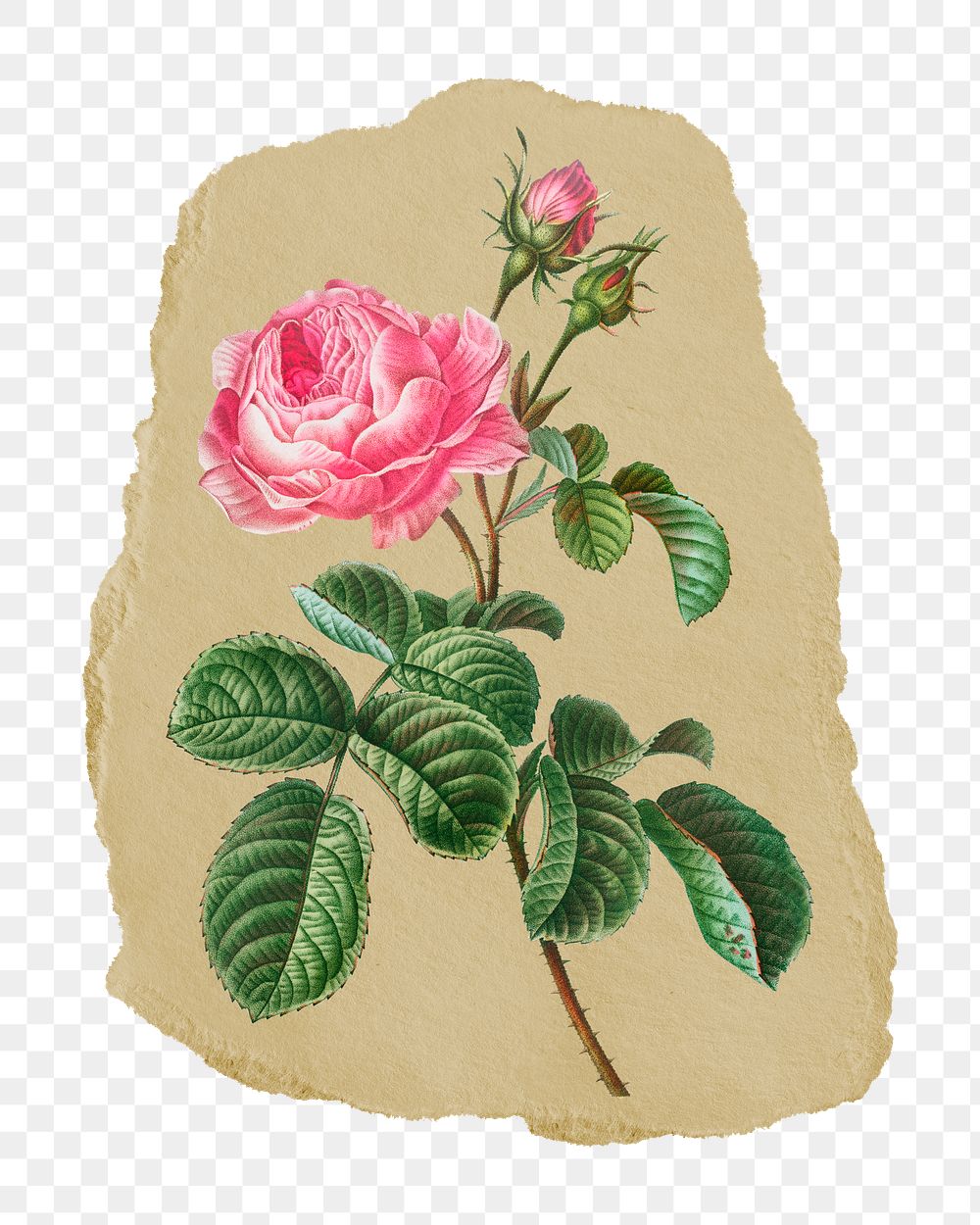 Png Redoute's Cabbage rose sticker, vintage illustration on ripped paper, transparent background