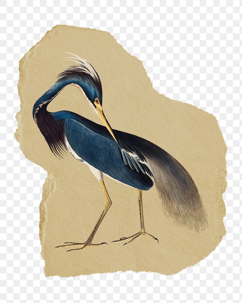 Png Louisiana Heron sticker, blue bird vintage illustration on ripped paper, transparent background
