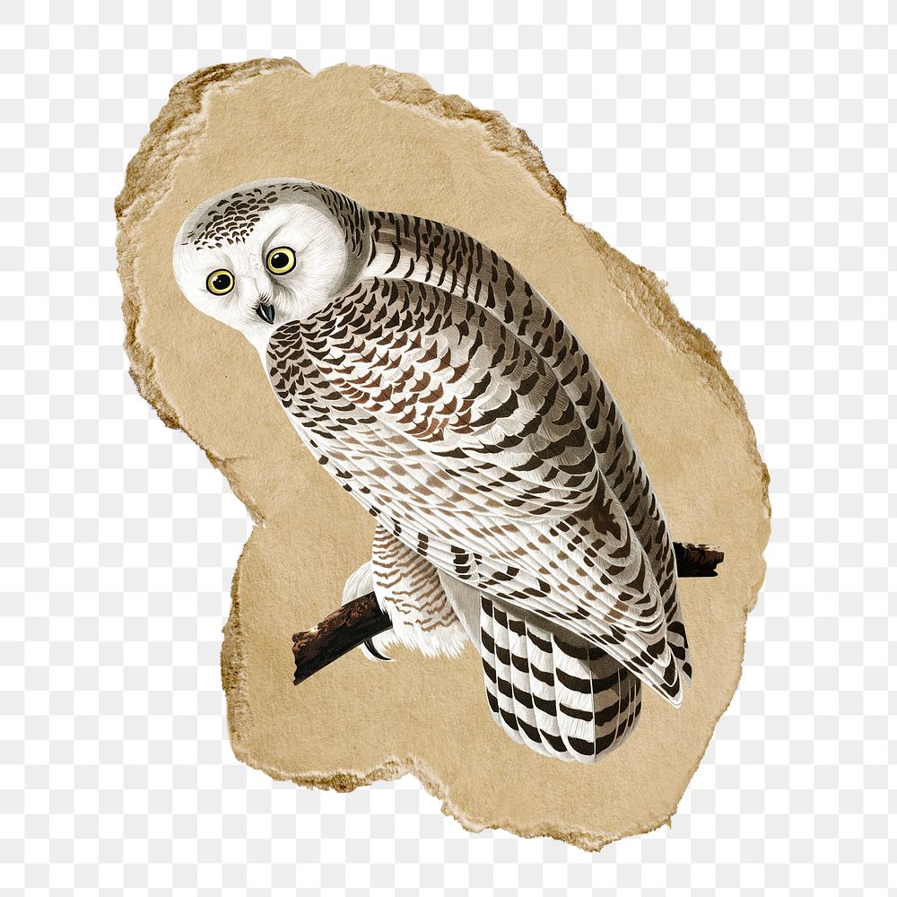 Png owl sticker, vintage illustration on ripped paper, transparent background