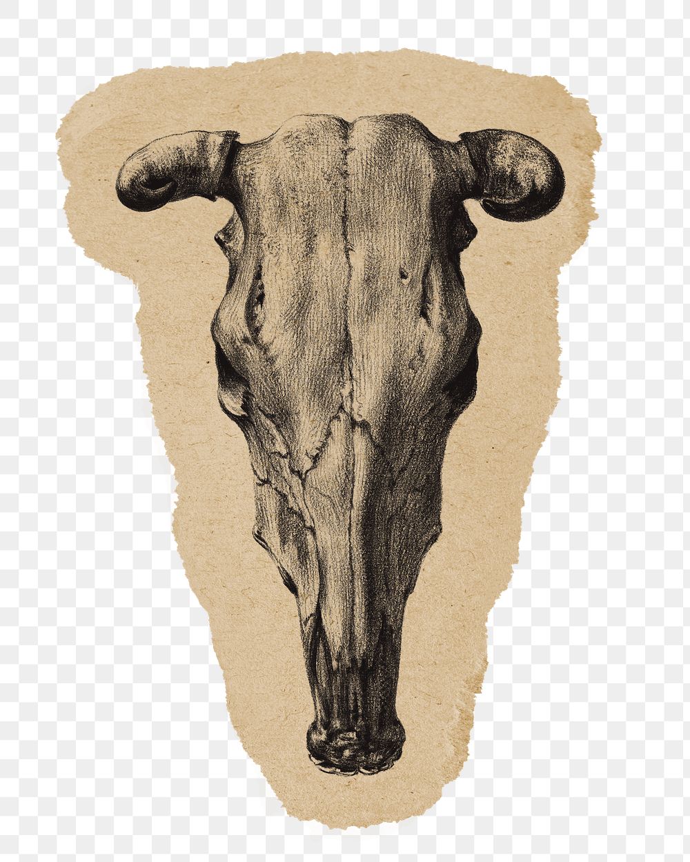 Png Skull of a cow sticker, vintage illustration on ripped paper, transparent background