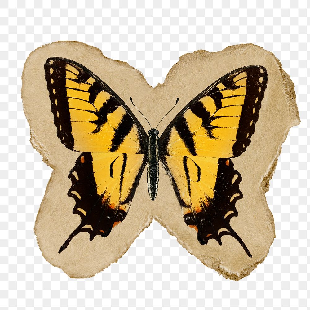 Png butterfly sticker, vintage insect illustration on ripped paper, transparent background