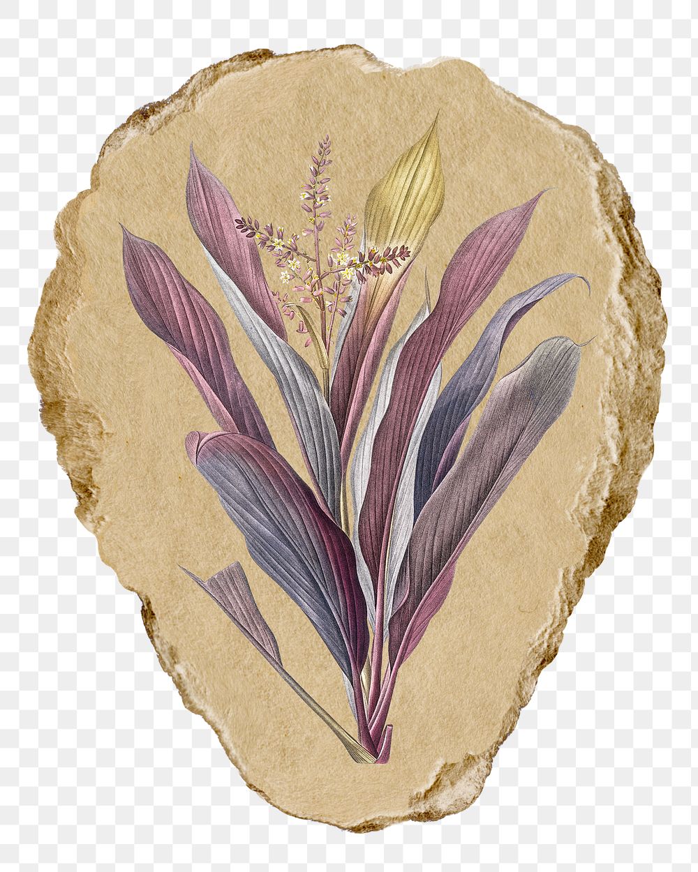 Png Cordyline fruticosa sticker, Redoute's vintage illustration on ripped paper, transparent background