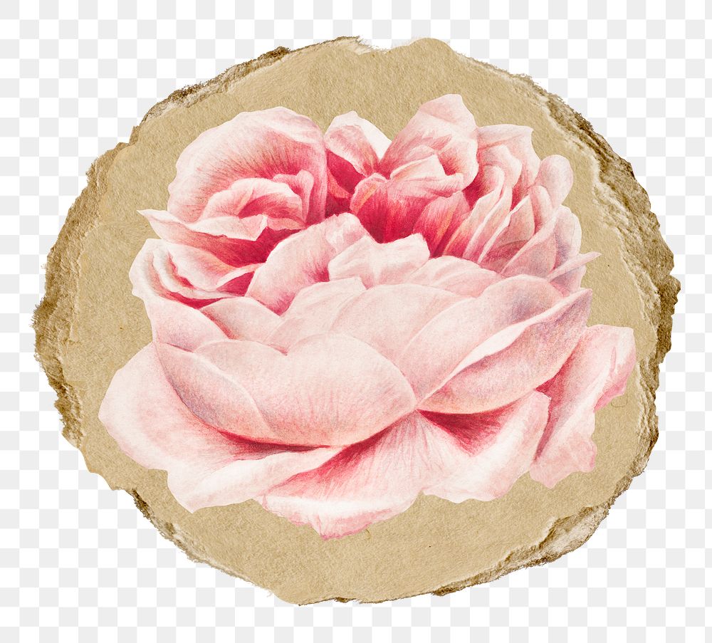 Png pink rose sticker, floral vintage illustration on ripped paper, transparent background