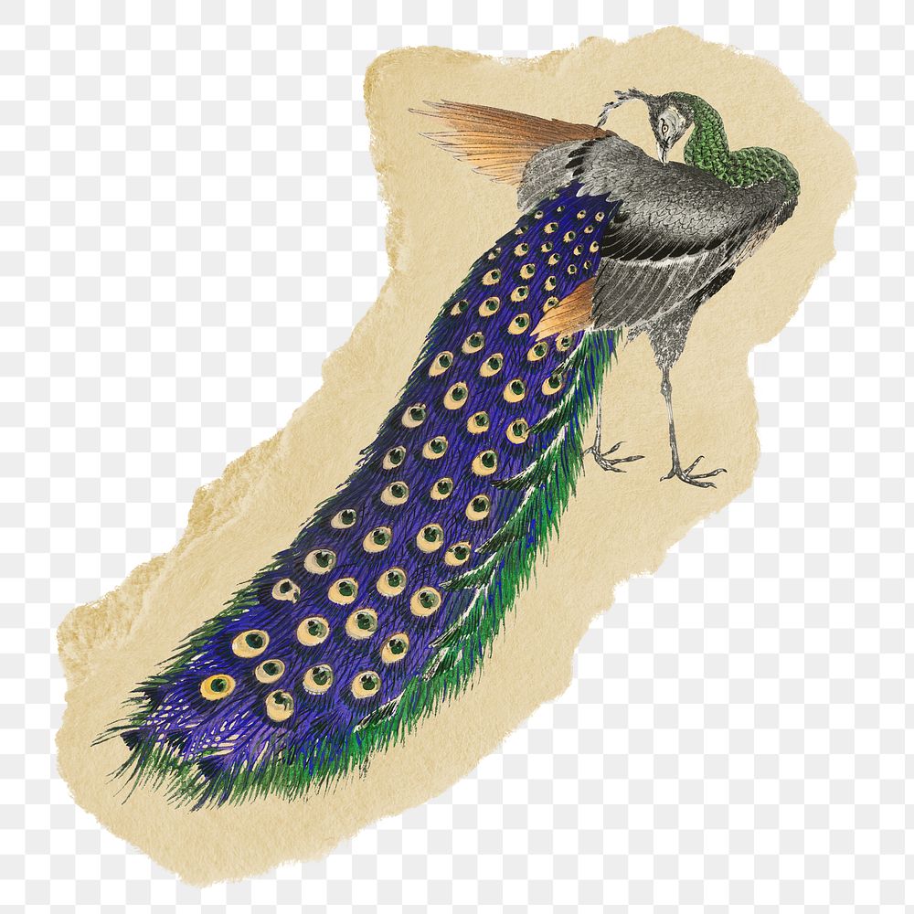 Png peacock sticker, Japanese vintage illustration on ripped paper, transparent background