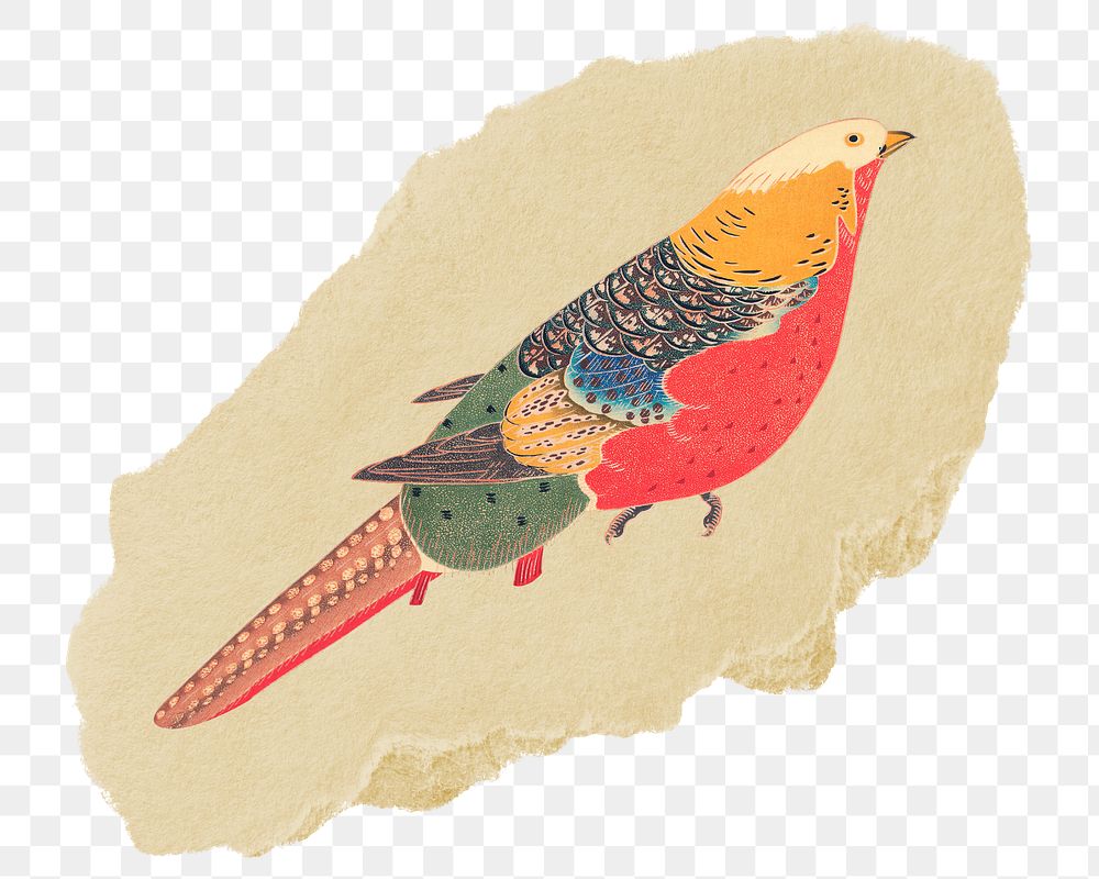 Png Golden Pheasant sticker, Ito Jakuchu's vintage illustration on ripped paper, transparent background