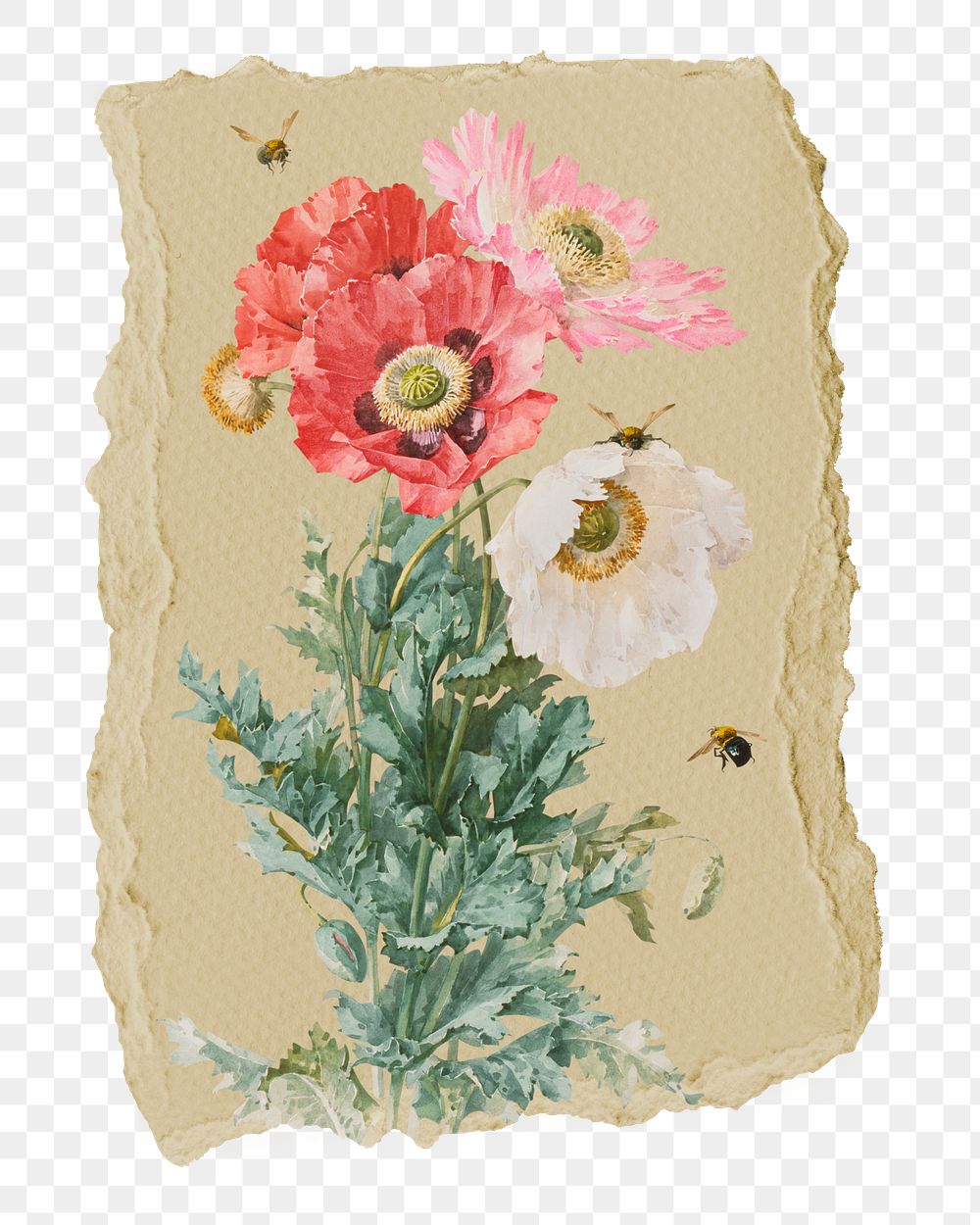 Png Poppy flowers sticker, vintage illustration on ripped paper, transparent background