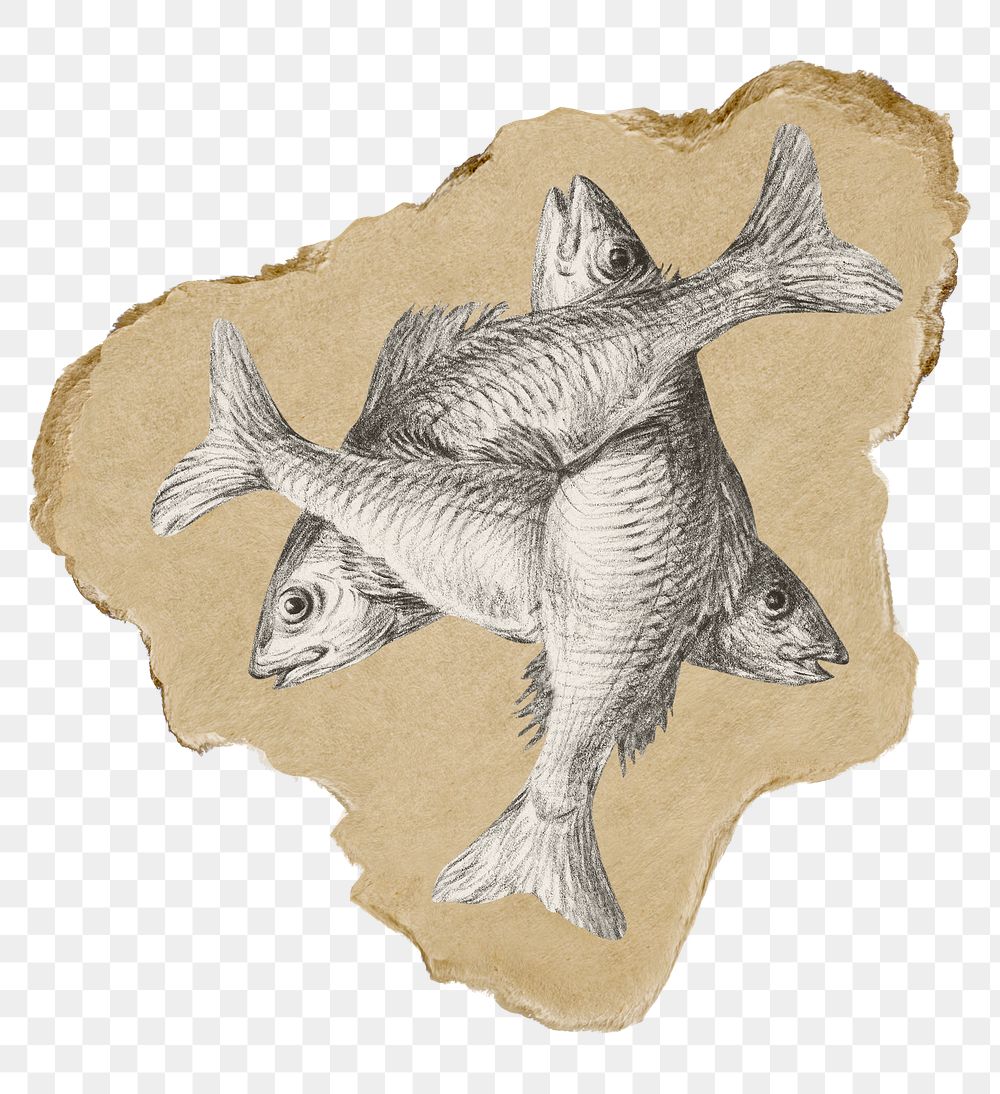 Png three fishes sticker, vintage illustration on ripped paper, transparent background