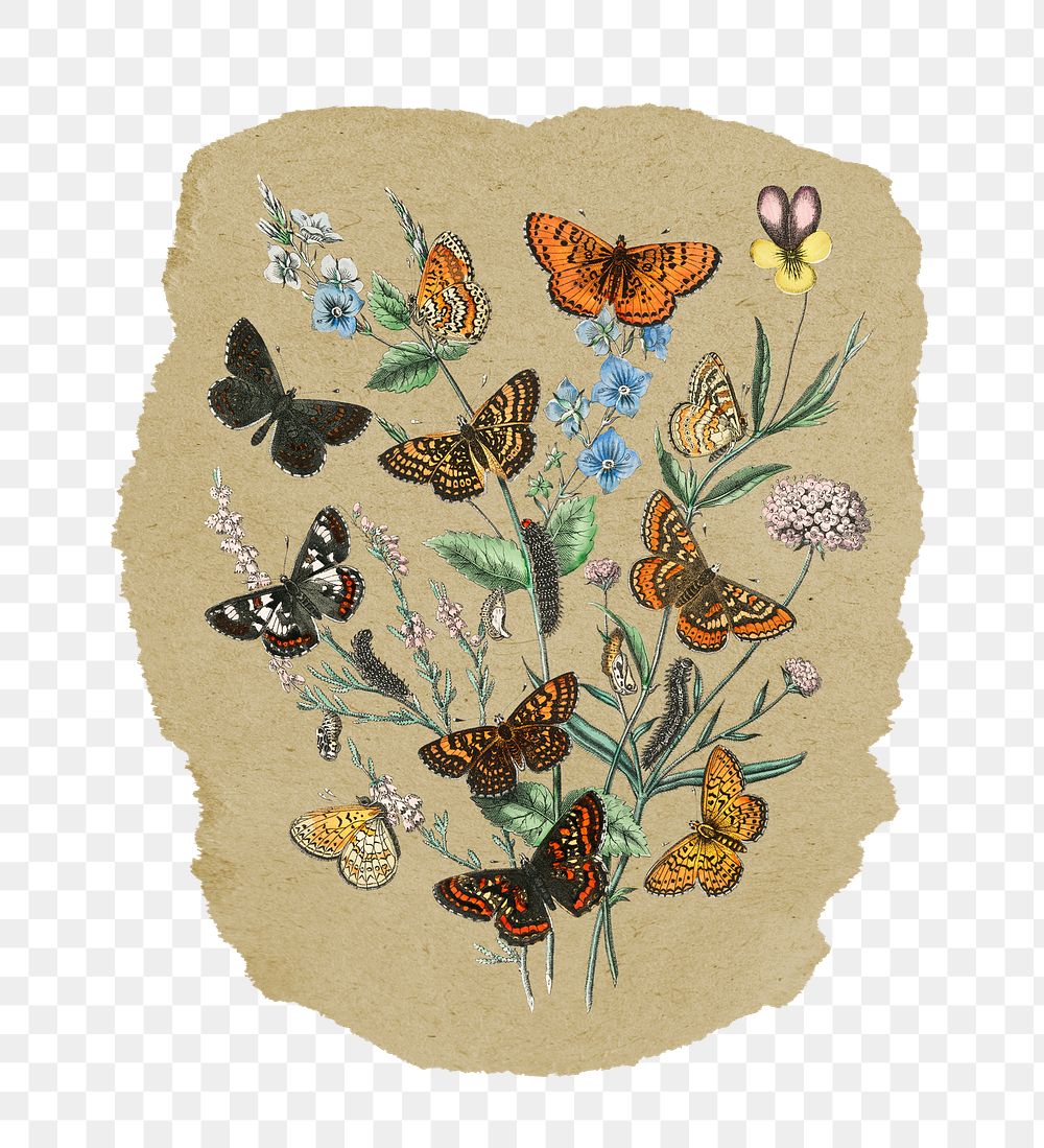 Png butterflies sticker, vintage insect illustration on ripped paper, transparent background
