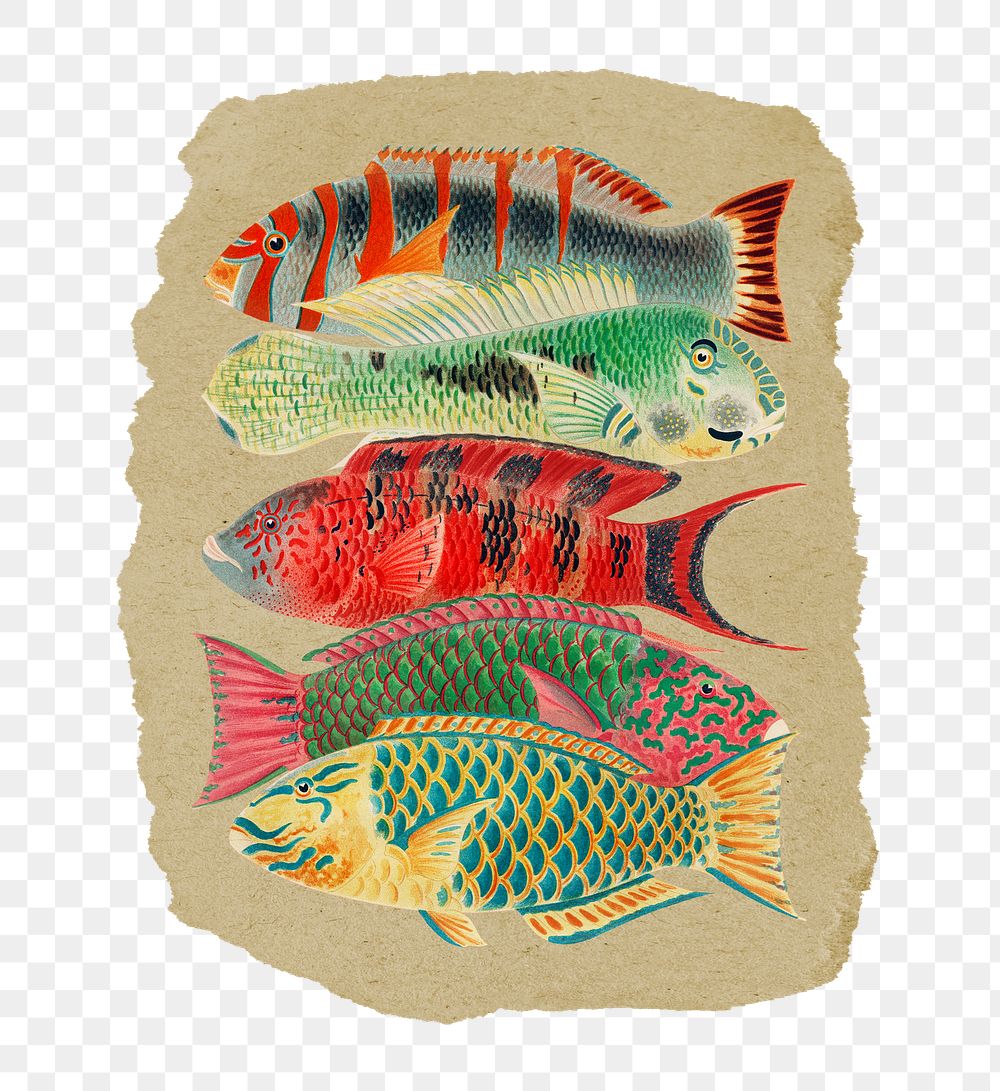 Png fish sticker, William Saville-Kent's vintage illustration on ripped paper, transparent background