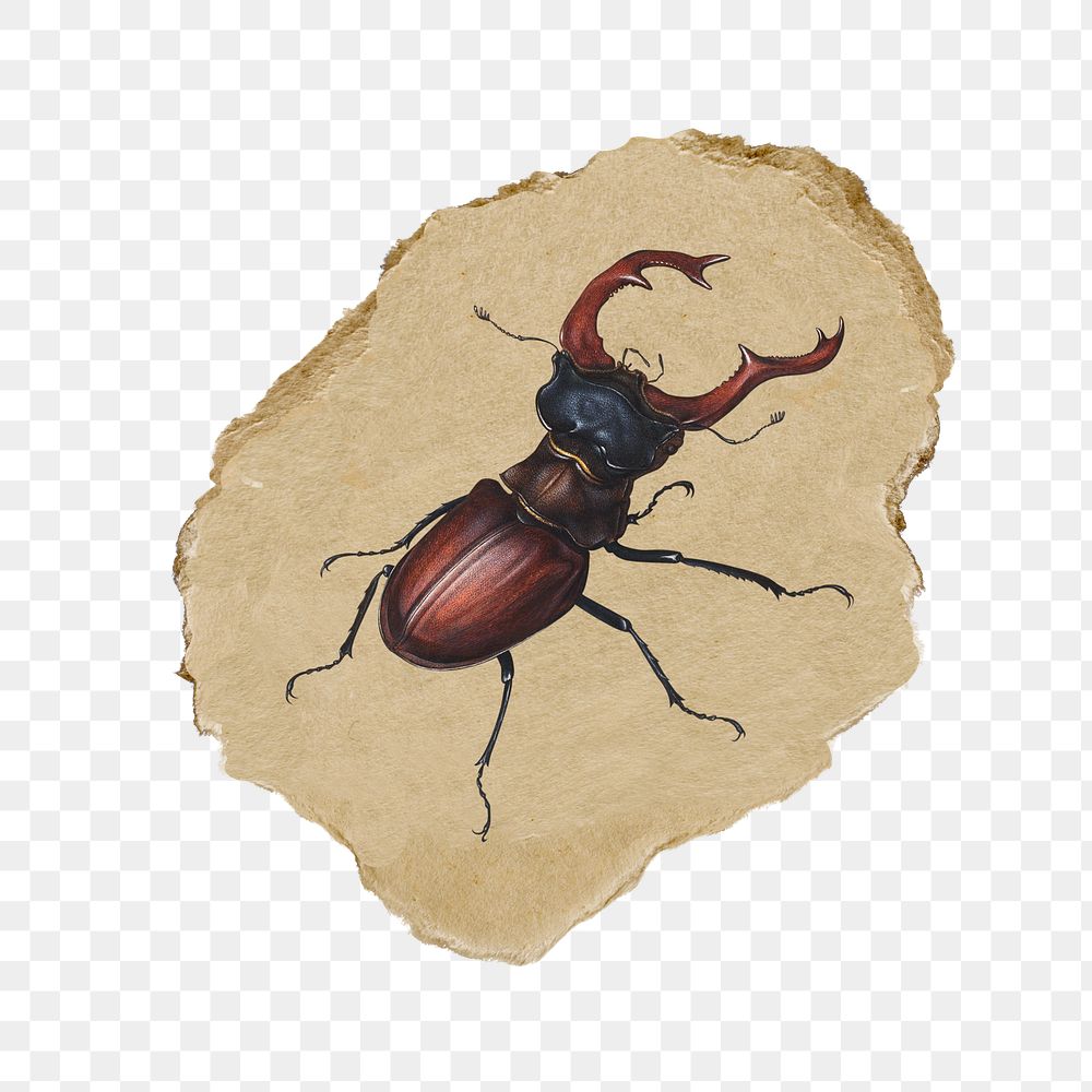 Stag beetle png sticker, insect vintage illustration on ripped paper, transparent background
