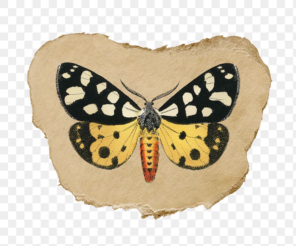 Png butterfly sticker, vintage insect illustration on ripped paper, transparent background