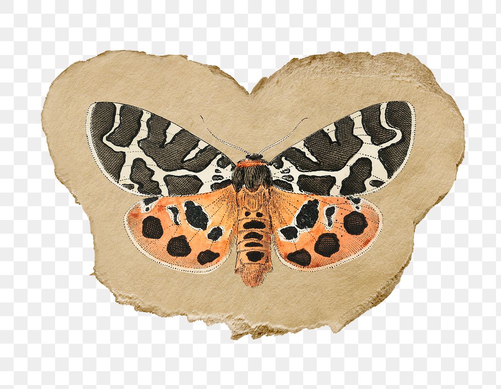 Png moth sticker, vintage insect illustration on ripped paper, transparent background