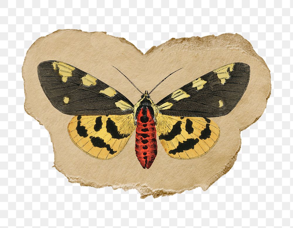 Png butterfly sticker, vintage insect illustration on ripped paper, transparent background