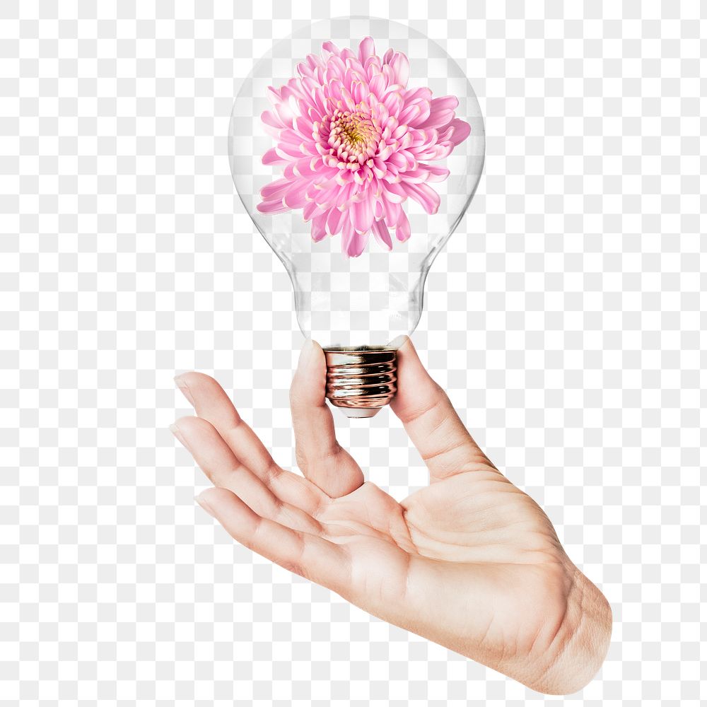 Pink chrysanthemum png flower sticker, hand holding light bulb in Spring concept, transparent background