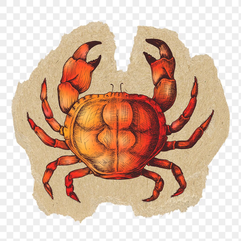 Crab, sea animal png sticker, ripped paper, transparent background