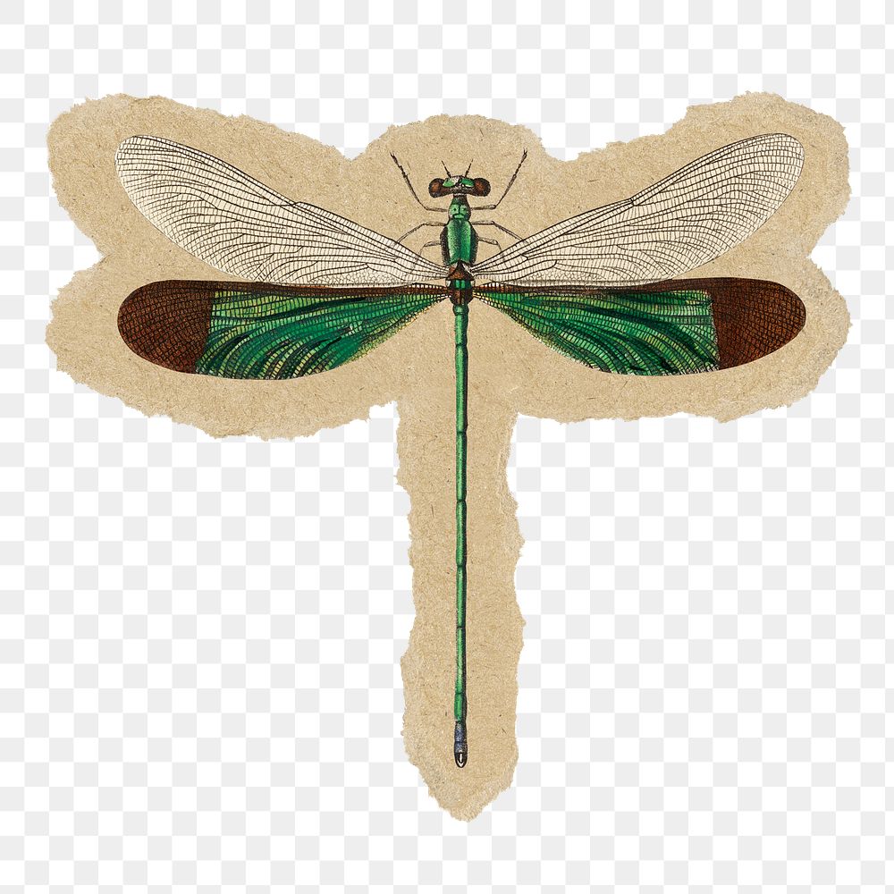 Dragonfly png sticker, ripped paper, transparent background