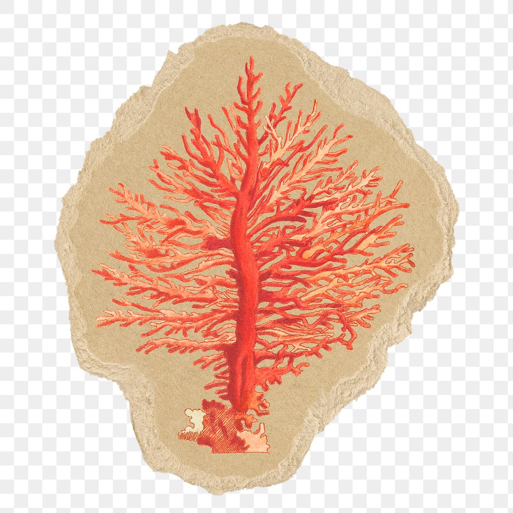 Sea coral png sticker, ripped paper, transparent background