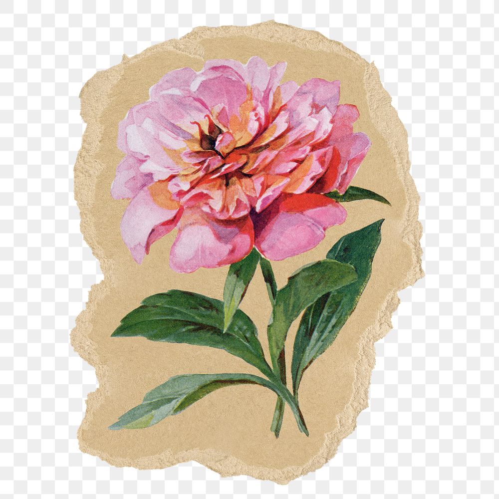 Pink peony flower png sticker, ripped paper, transparent background
