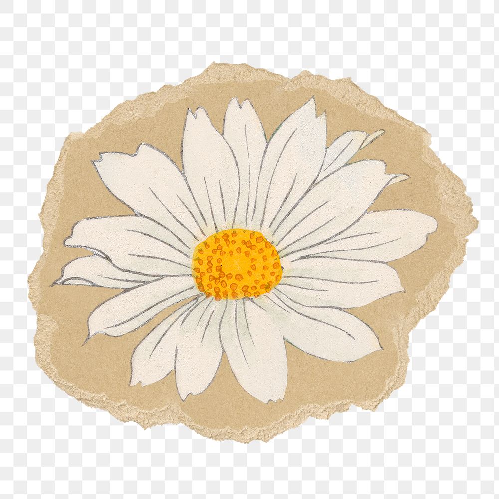 Marguerite flower png sticker, ripped paper, transparent background
