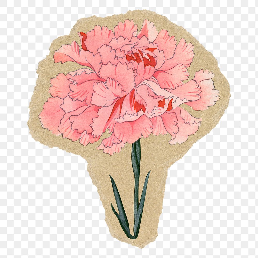 Carnation flower png sticker, ripped paper, transparent background