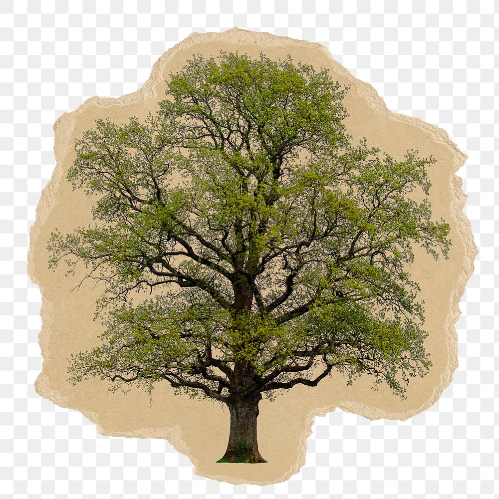 Lone tree png sticker, ripped paper, transparent background