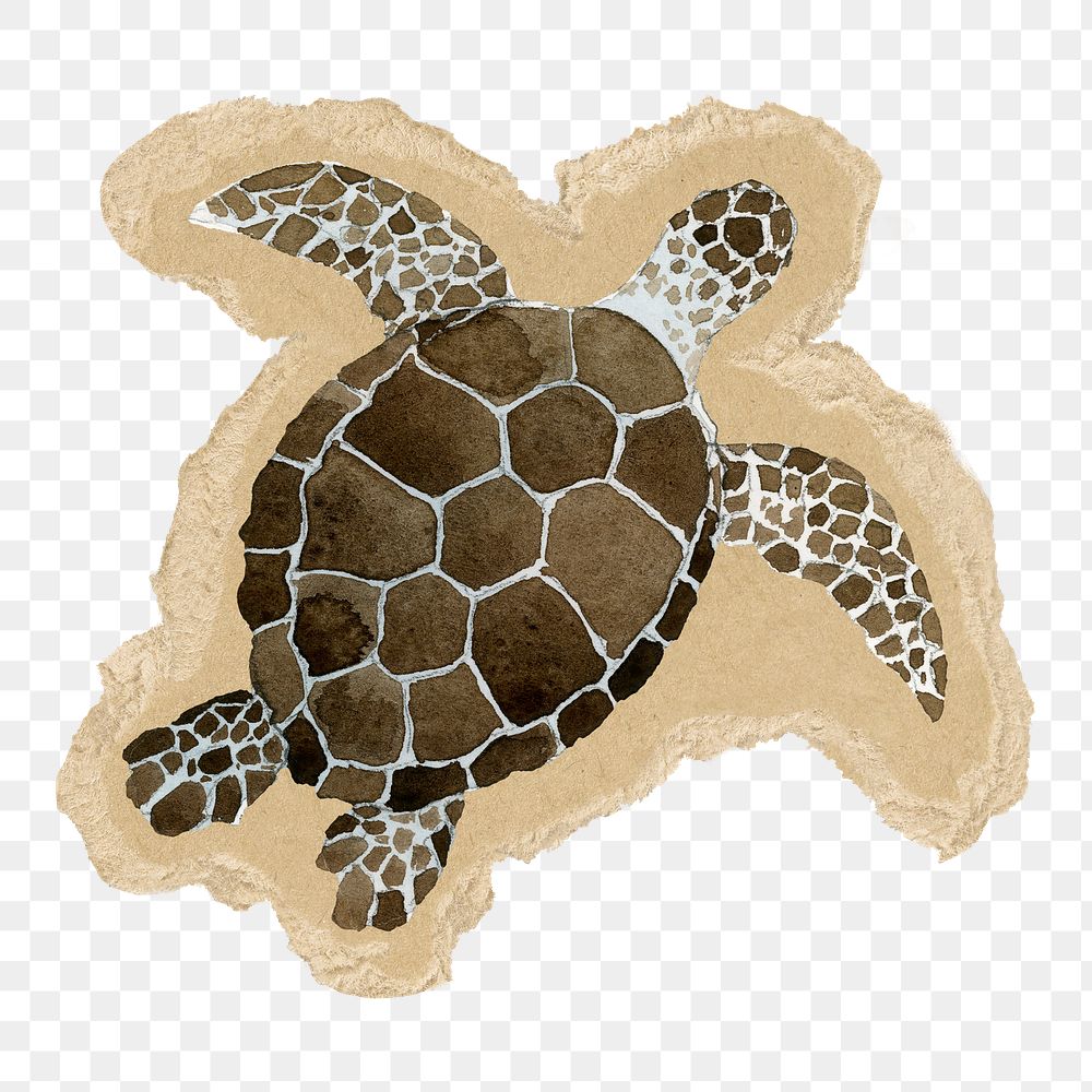 Watercolor sea turtle png sticker, ripped paper, transparent background