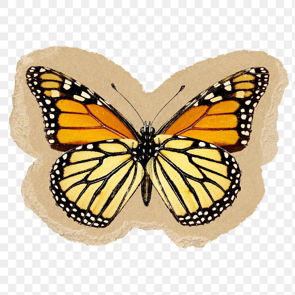 Monarch butterfly png sticker, ripped paper, transparent background