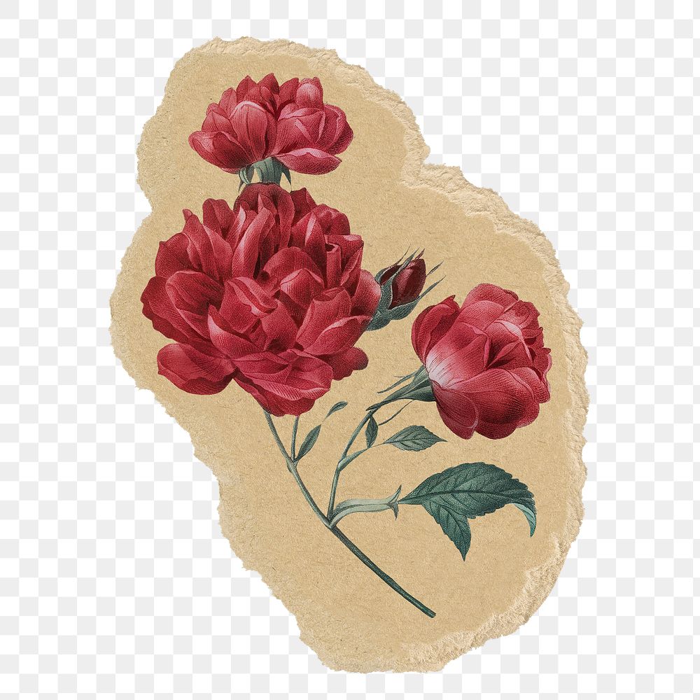 French rose flower png sticker, ripped paper, transparent background