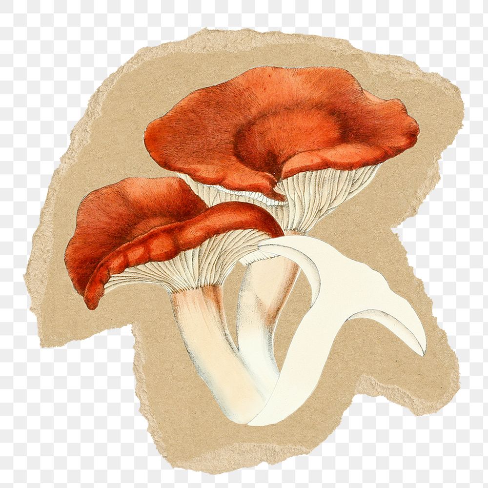 Mushroom png sticker, ripped paper, transparent background