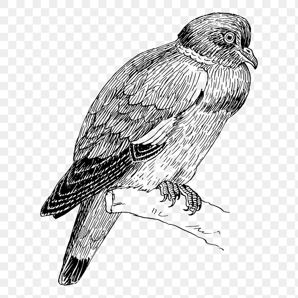 Ring dove bird png sticker, vintage animal illustration, transparent background. Free public domain CC0 image.