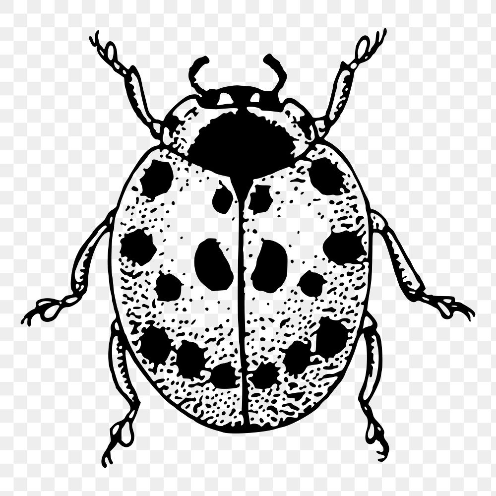 Ladybug png sticker, vintage insect illustration, transparent background. Free public domain CC0 image.