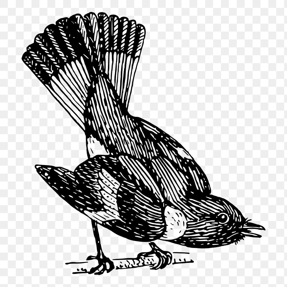 Redstart bird png sticker, vintage animal illustration, transparent background. Free public domain CC0 image.