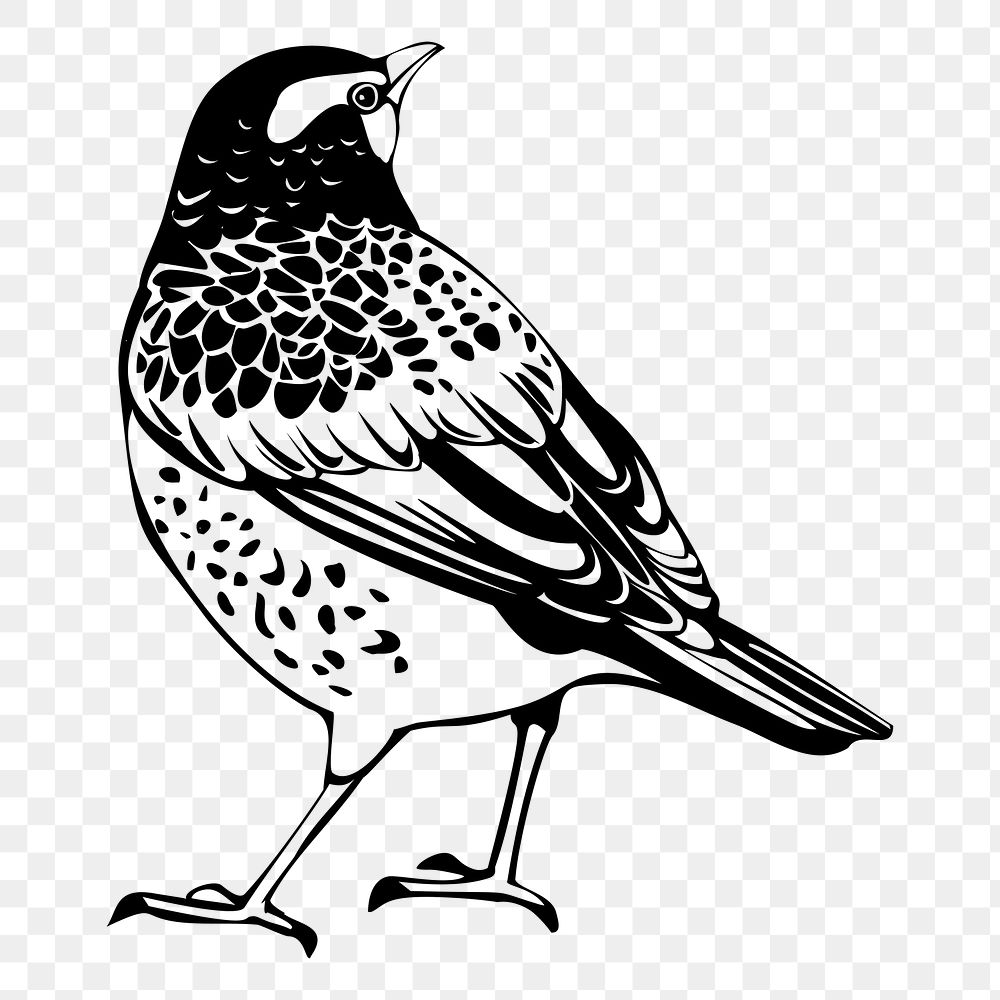 Thrush bird png sticker, vintage animal illustration, transparent background. Free public domain CC0 image.