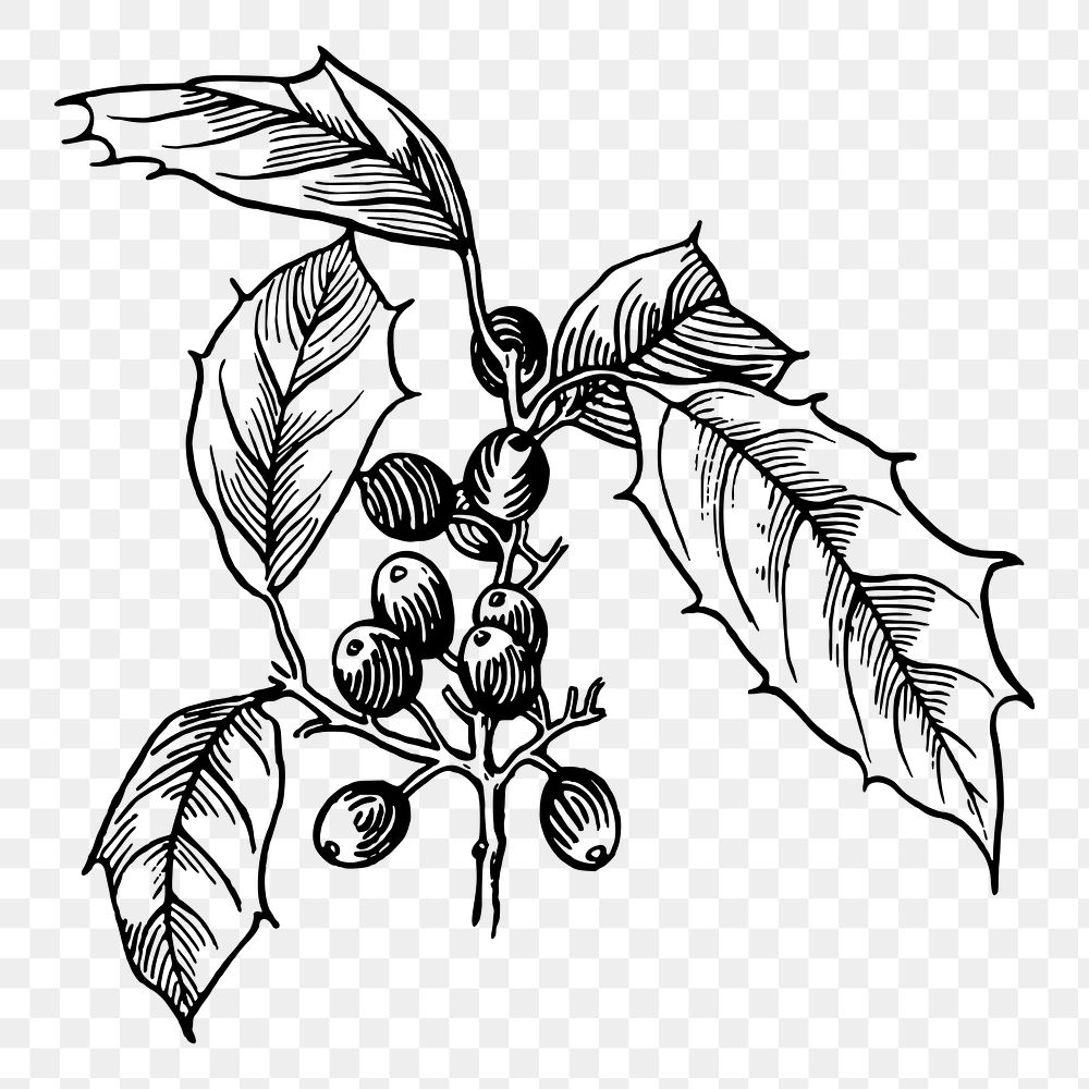 Holly png sticker, vintage plant illustration, transparent background. Free public domain CC0 image.