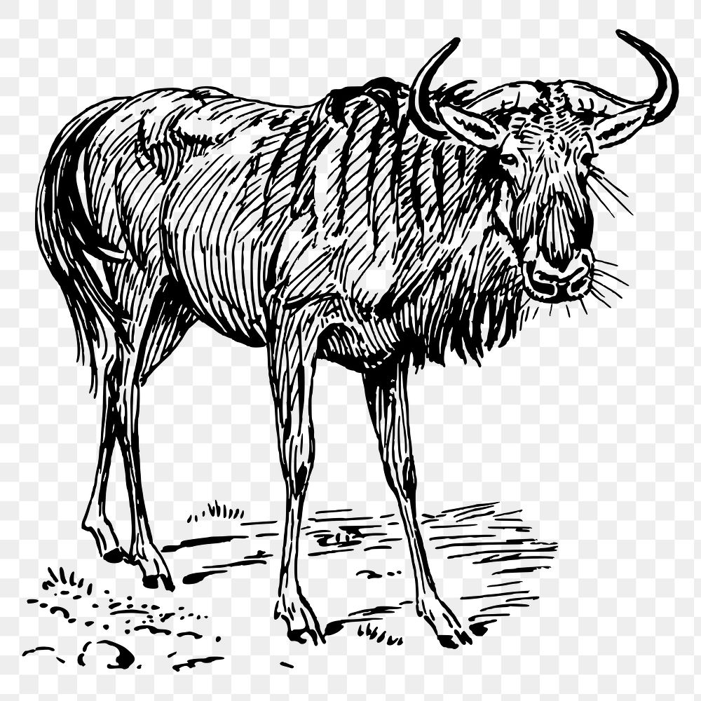 Gnu png sticker, vintage animal illustration, transparent background. Free public domain CC0 image.