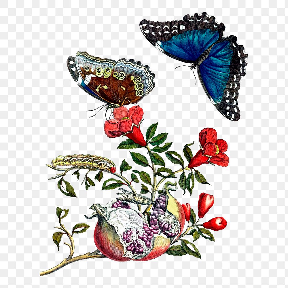 Butterfly png sticker, vintage insect illustration, transparent background. Free public domain CC0 image.