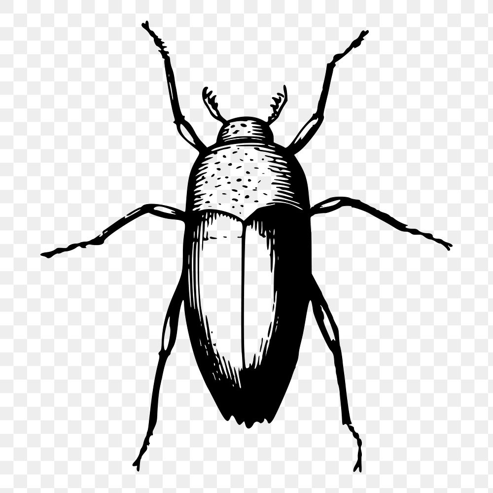Beetle png sticker, vintage insect illustration, transparent background. Free public domain CC0 image.