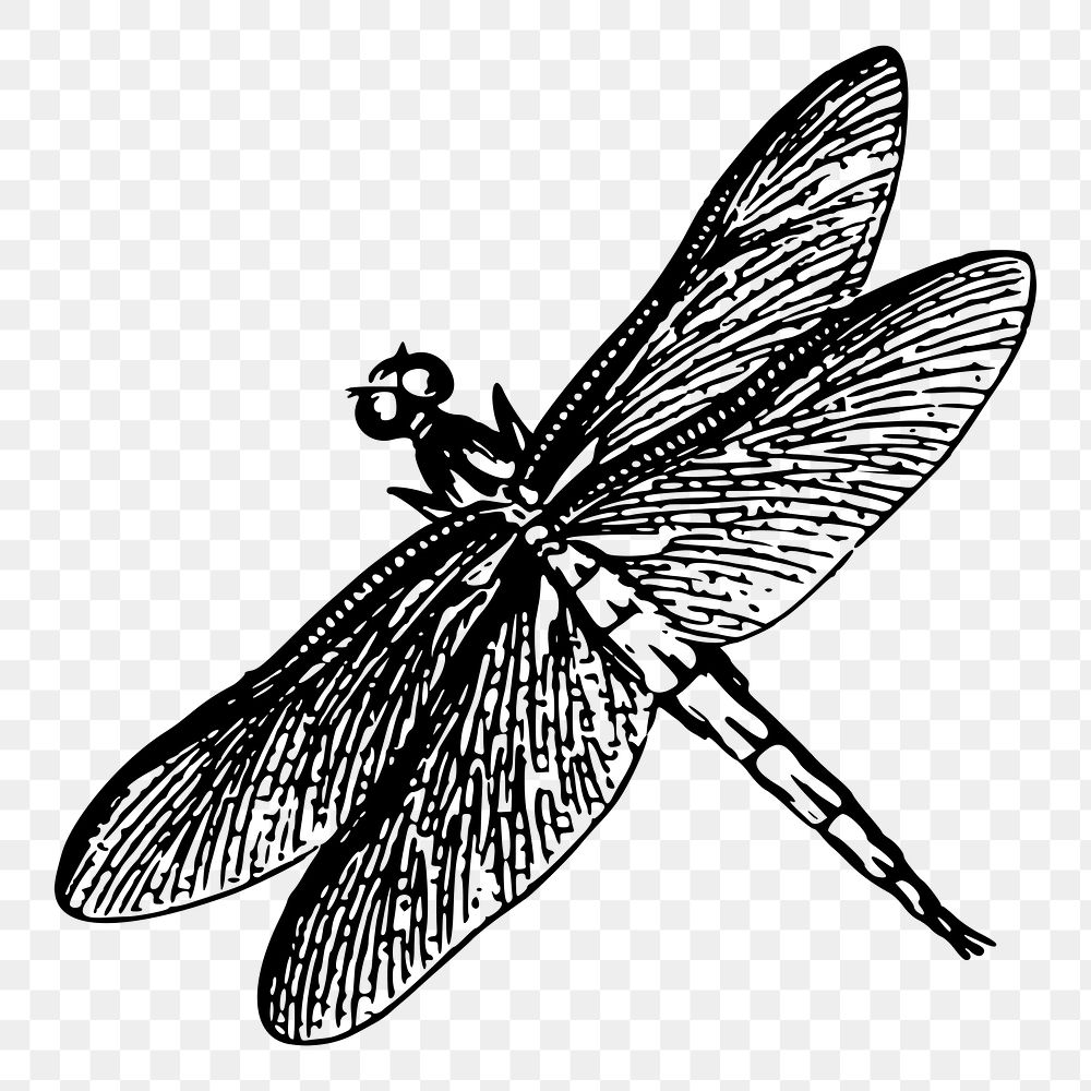 Dragonfly png sticker, vintage insect illustration, transparent background. Free public domain CC0 image.