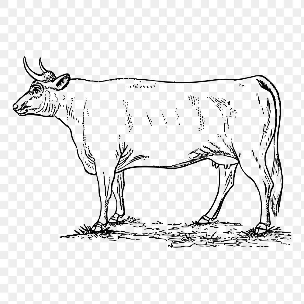 Cow, bull png sticker, vintage animal illustration, transparent background. Free public domain CC0 image.