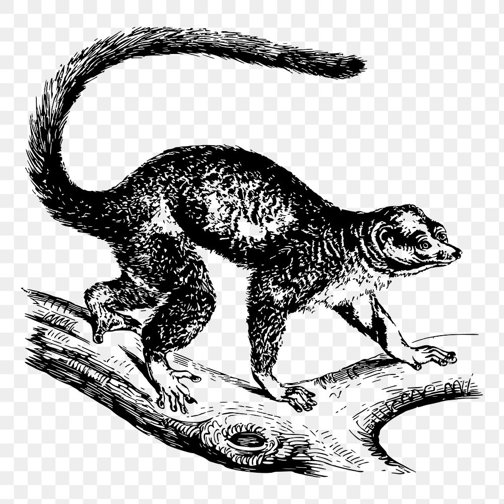 Mongoose lemur png sticker, vintage animal illustration, transparent background. Free public domain CC0 image.