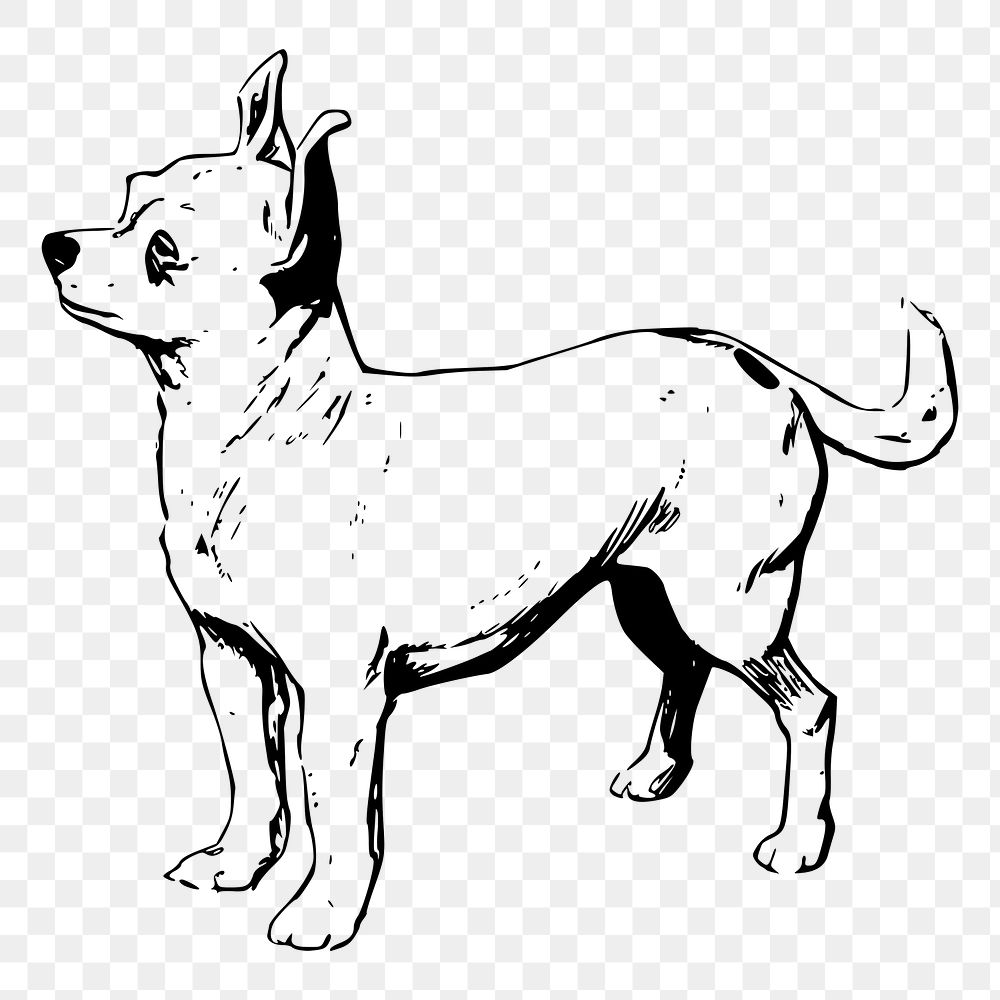 Chihuahua dog png sticker, vintage animal illustration, transparent background. Free public domain CC0 image.