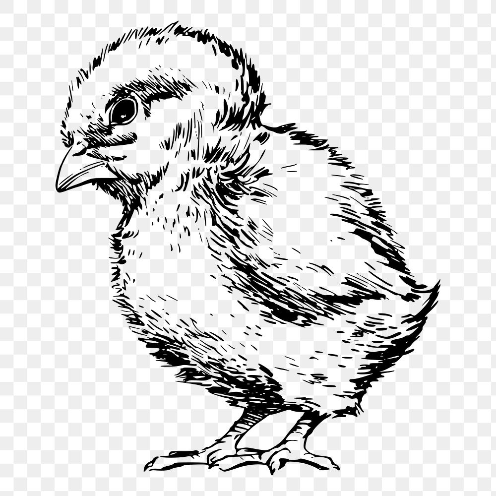 Chick png sticker, vintage animal illustration, transparent background. Free public domain CC0 image.