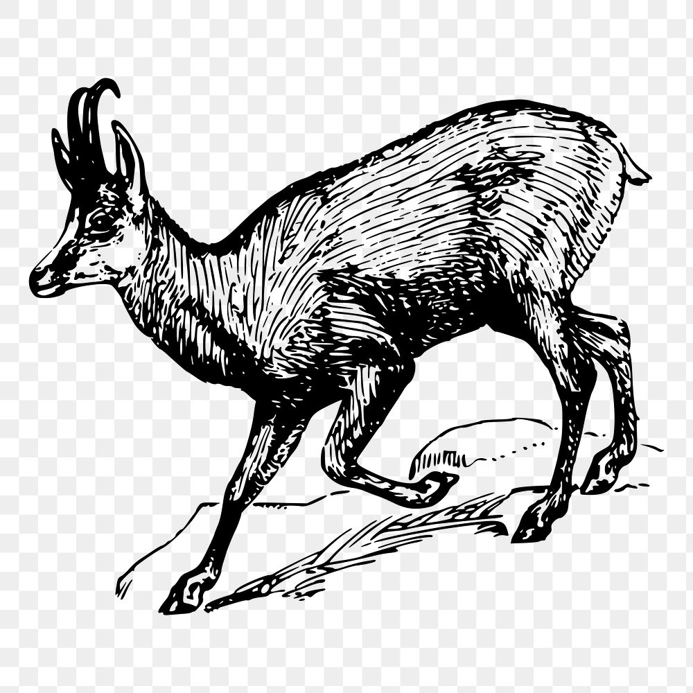 Chamois png sticker, vintage animal illustration, transparent background. Free public domain CC0 image.