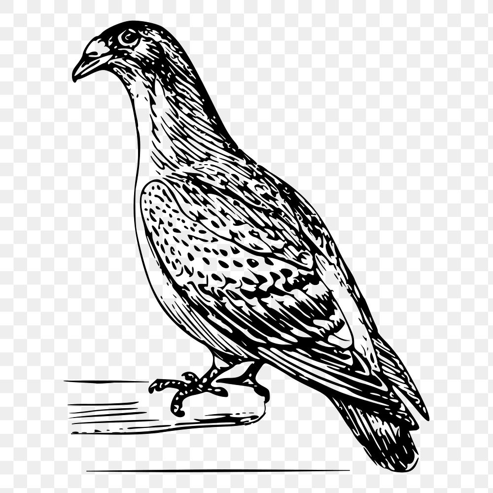 Carriage pigeon png bird sticker, vintage animal illustration, transparent background. Free public domain CC0 image.